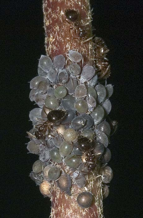 aphids