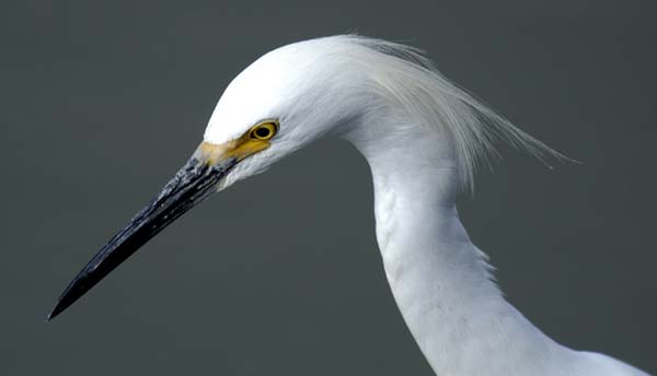 egret
