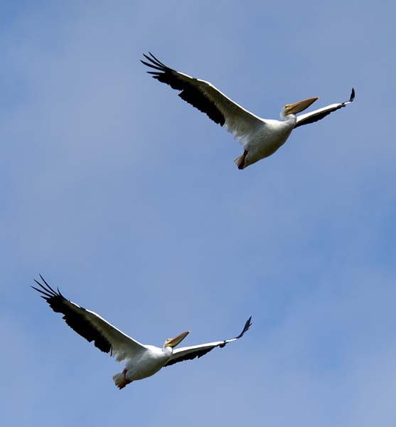 pelicans