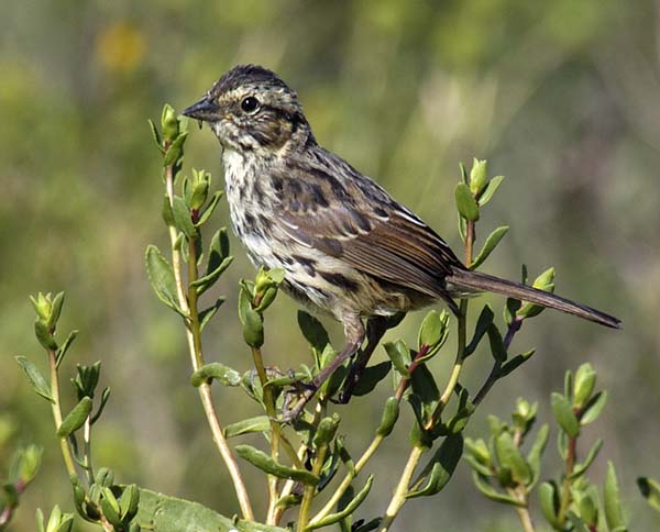 sparrow