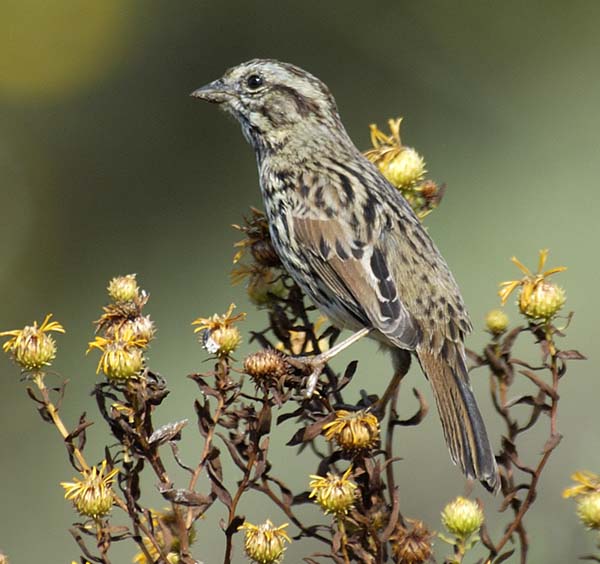 sparrow1