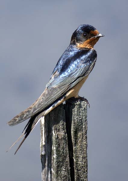 swallow