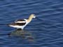 avocet