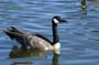 canadagoose