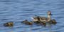 ducklings