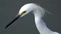 egret