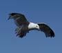 flyinggull
