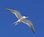 flyingtern