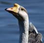 goose