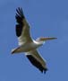 pelican