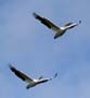 pelicans