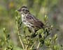 sparrow