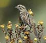 sparrow1