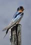 swallow