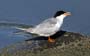 tern