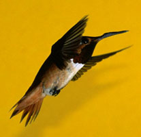 Rufous Hummingbird