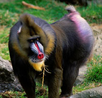 Mandrill