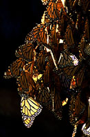 Monarch Butterflies