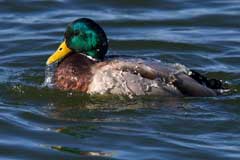 Water Off A Duck's Back