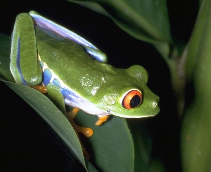 [http://www.geometer.org/costarica/frog.jpg]