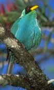 Green Honeycreeper