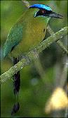 Blue-crowned Motmot