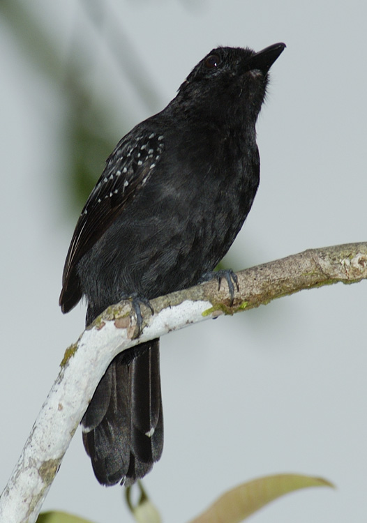 antshrike.jpg