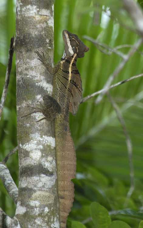 basilisk2