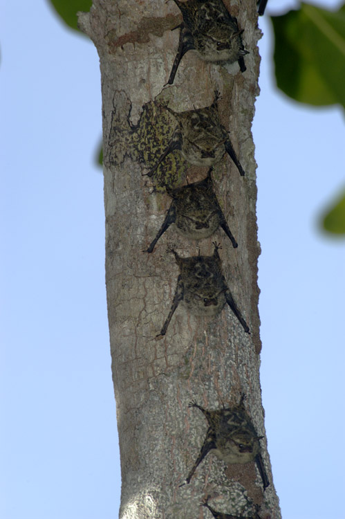 bats