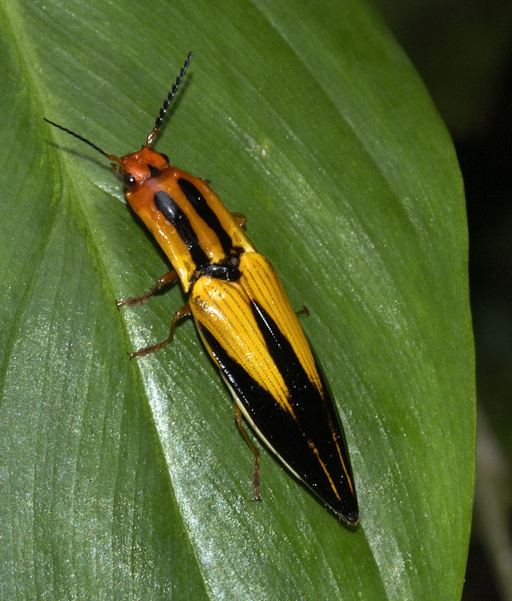 beetle