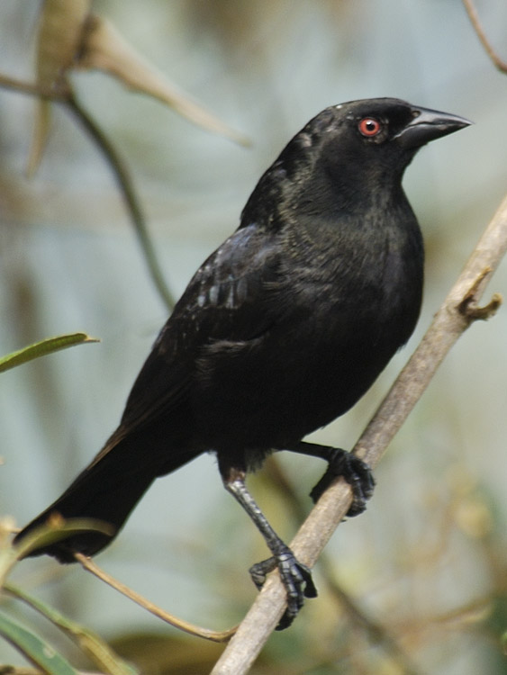cowbird.jpg
