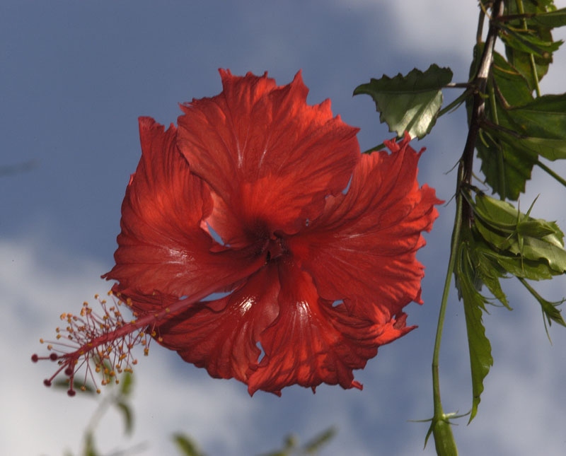 hibiscus