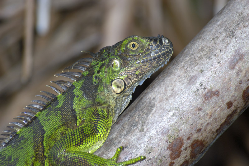 iguana