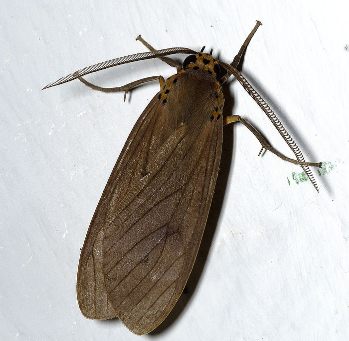 moth
