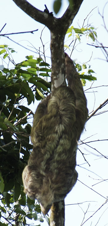 sloth