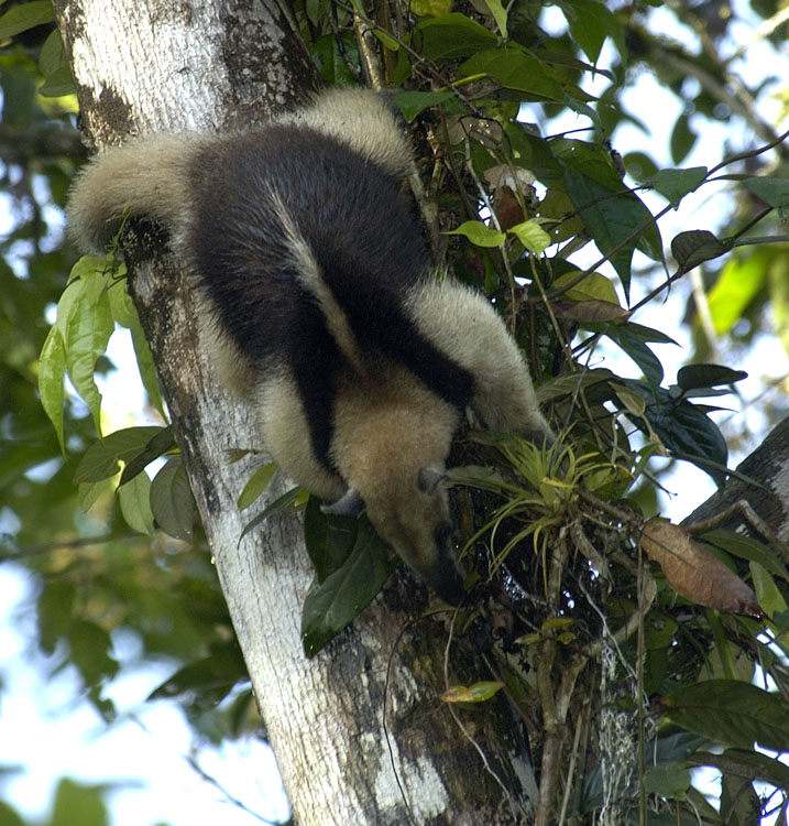 tamandua