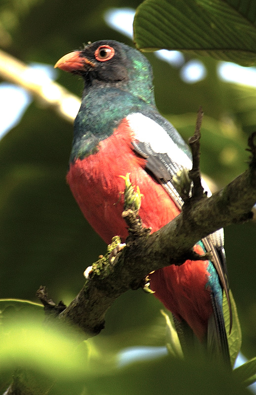 trogon.jpg