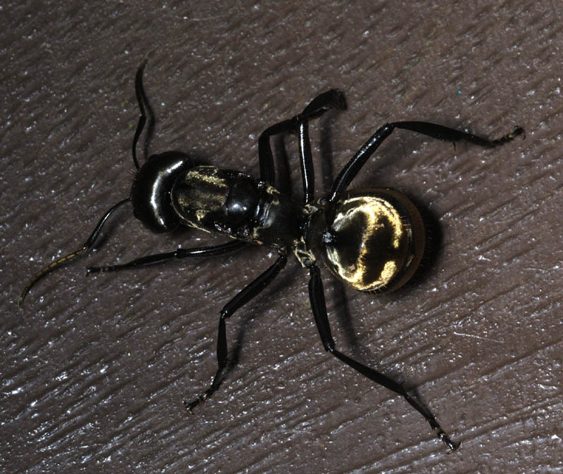 velvetant