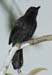 antshrike