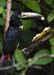 aracari