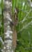 basilisk2