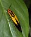 beetle