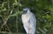 boatbilled