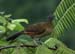 chachalaca