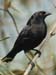 cowbird
