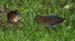 crake