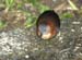 crake1