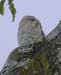 greatpotoo