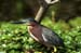 greenheron
