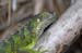 iguana